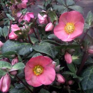 Морозник Helleborus Frostkiss Penny's Pink 